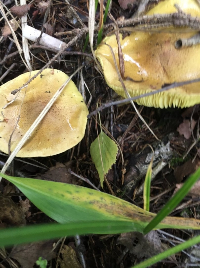 Tricholoma frondosae
