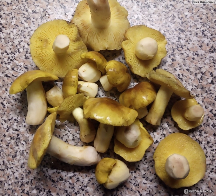 Гриб зеленушка