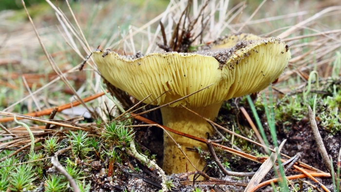 Зеленуха гриб