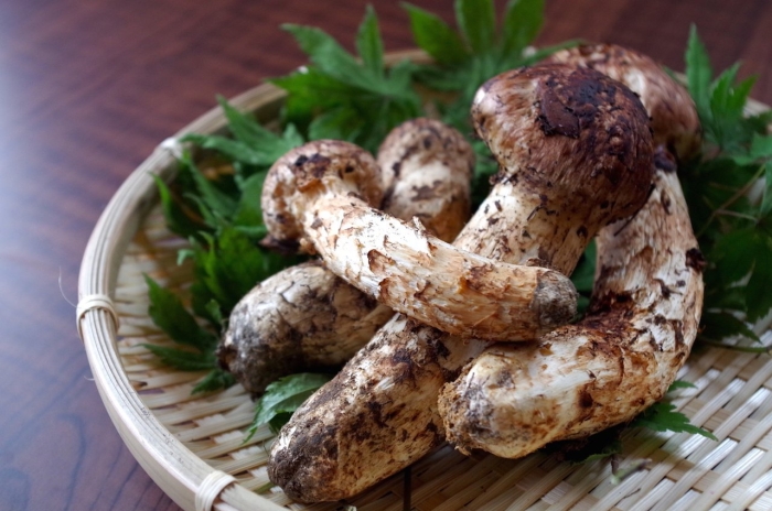 Мацутакэ умэтаро