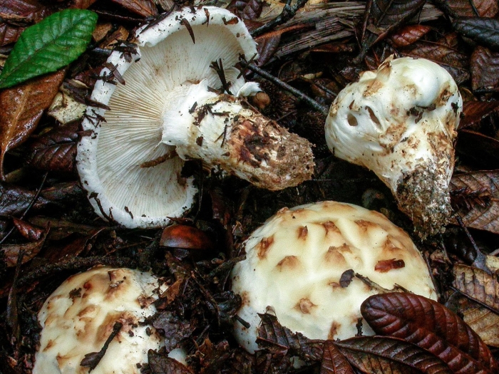 Russula delica (подгруздок белый)