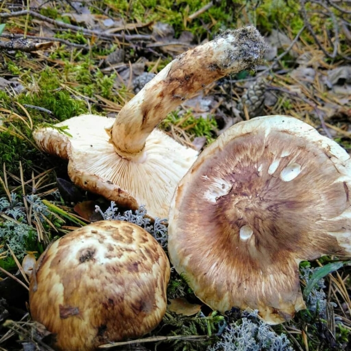 Рядовка мацутакэ tricholoma matsutake