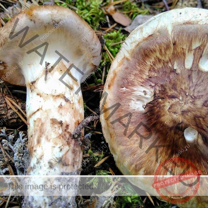 Рядовка мацутакэ tricholoma matsutake