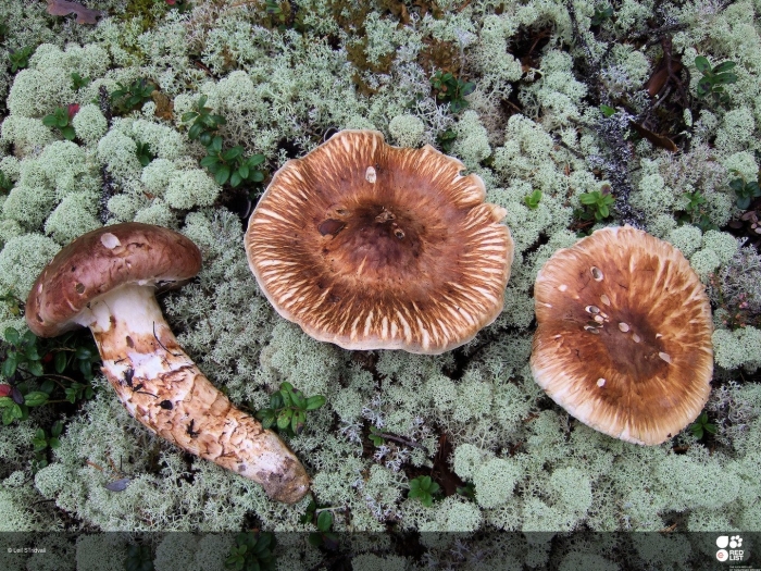 Мацутакэ (tricholoma matsutake)