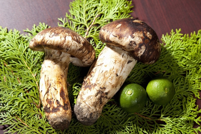 Японские грибы мацутаке