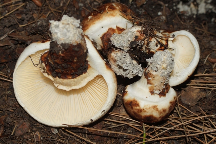 Подгруздок белый сухой груздь russula delica