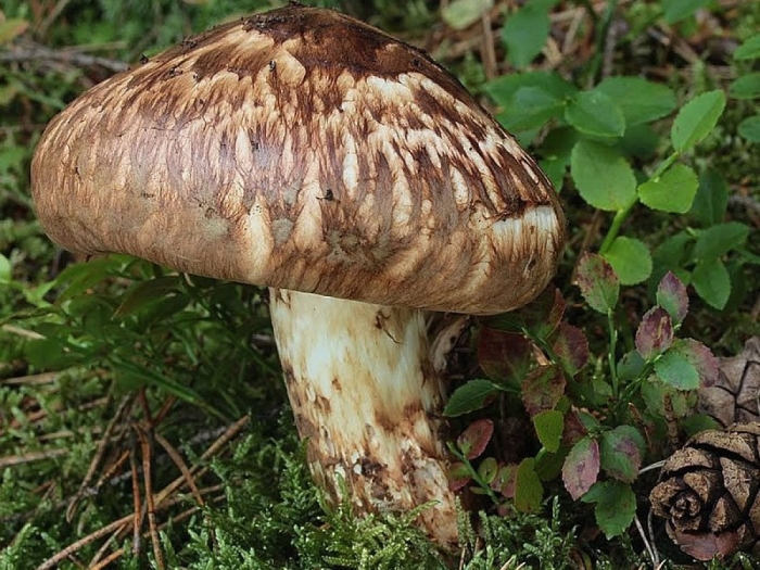 Tricholoma matsutake