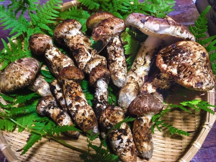 Трихолома мацутаке