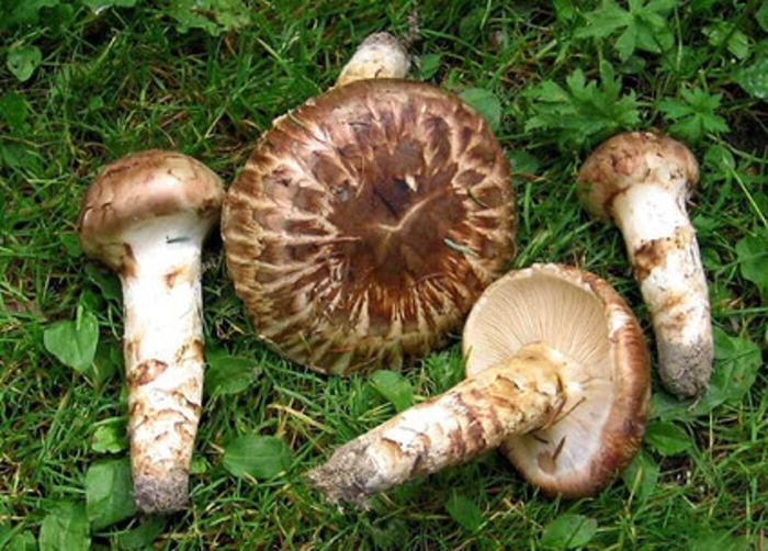 Мацутакэ (tricholoma matsutake)
