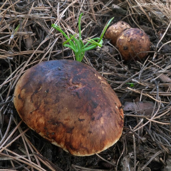 Boletus edulis