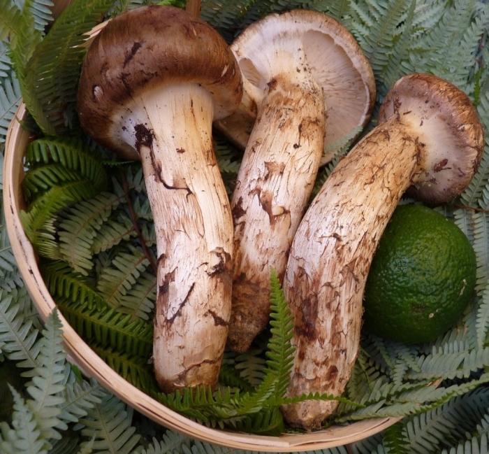 Гриб tricholoma matsutake