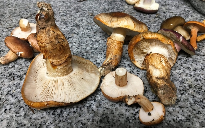 Рядовка опенковидная