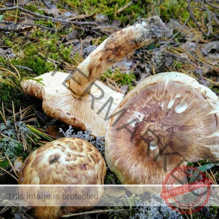 Мацутакэ гриб