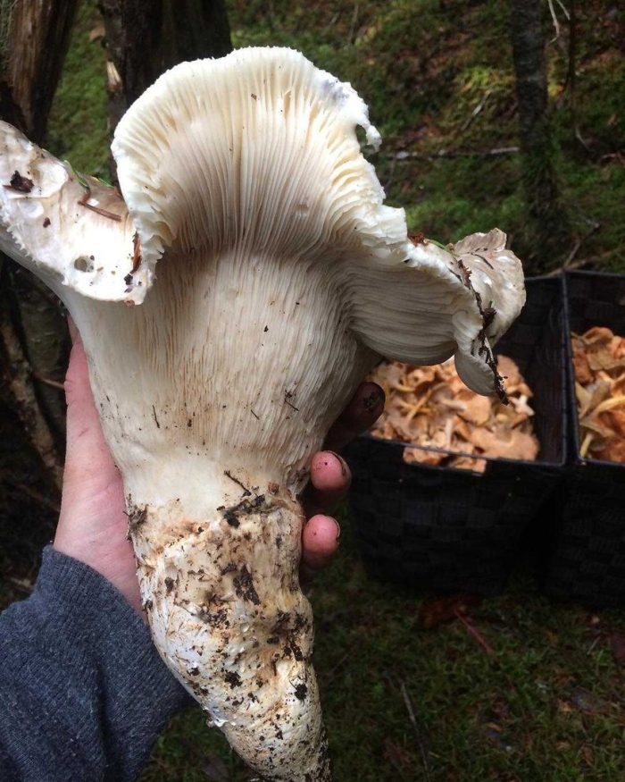 Гриб мацутаки