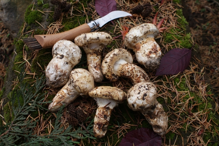 Трихолома мацутаке