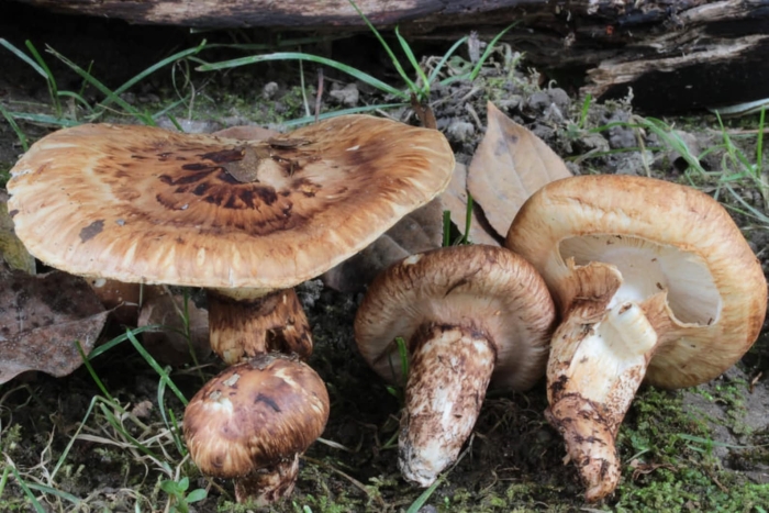 Гриб tricholoma matsutake
