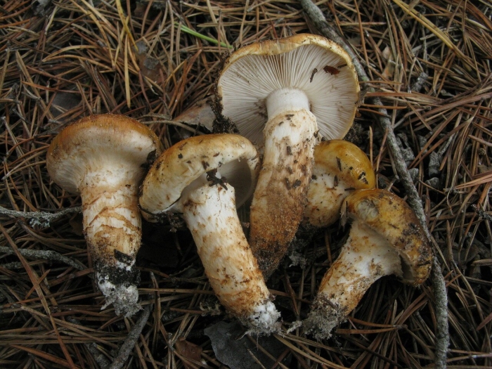 Рядовка опёнковидная