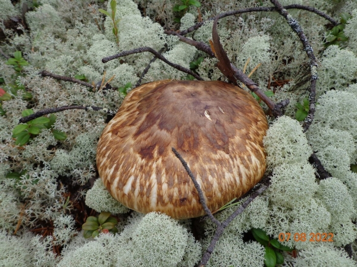 Гриб мацутакэ