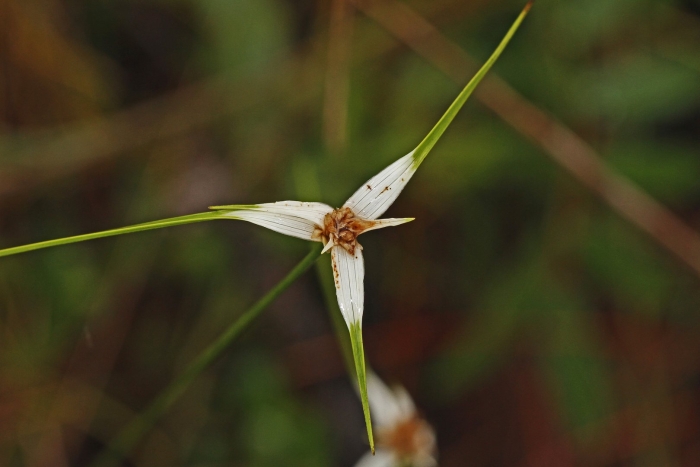 Очеретник белый
