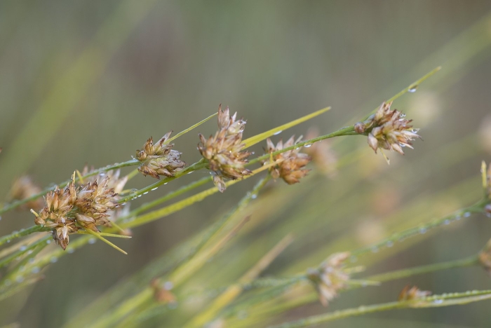 Juncus tenuis
