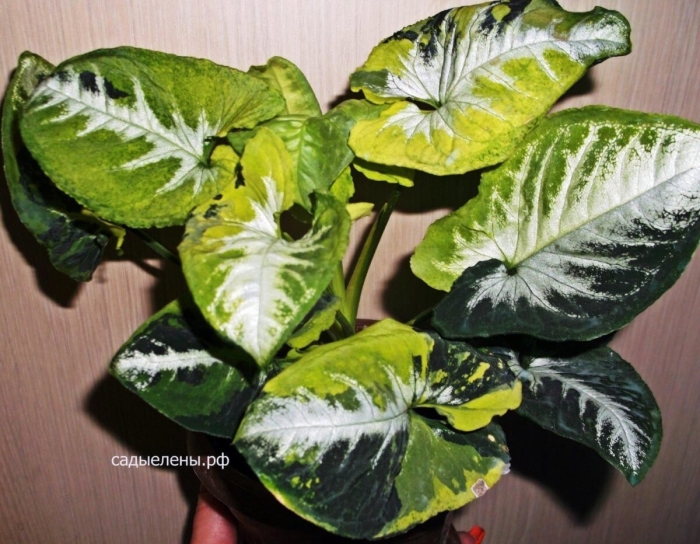 Сингониум вендланда