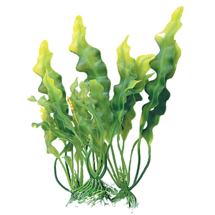 Водоросли ламинарии