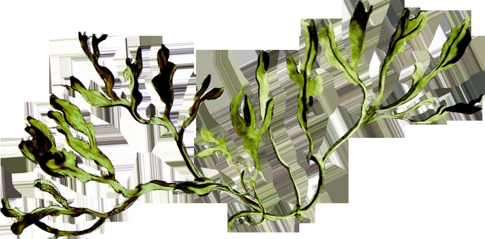 Водоросли на прозрачном фоне