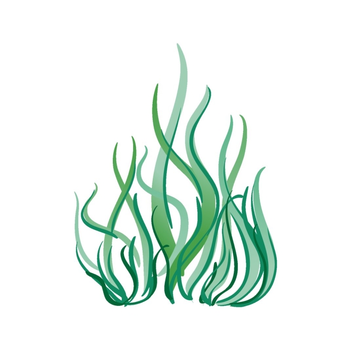 Водоросли мультяшные