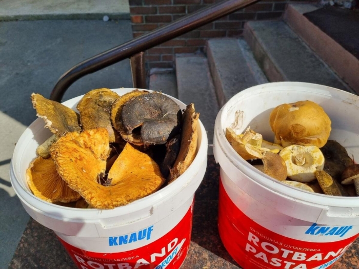 Сухие грузди