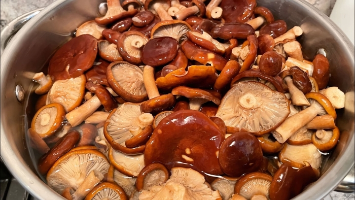 Горькушки грибы