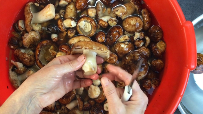 Грибы валуи сервировка