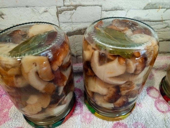 Подтопольники грибы маринованные