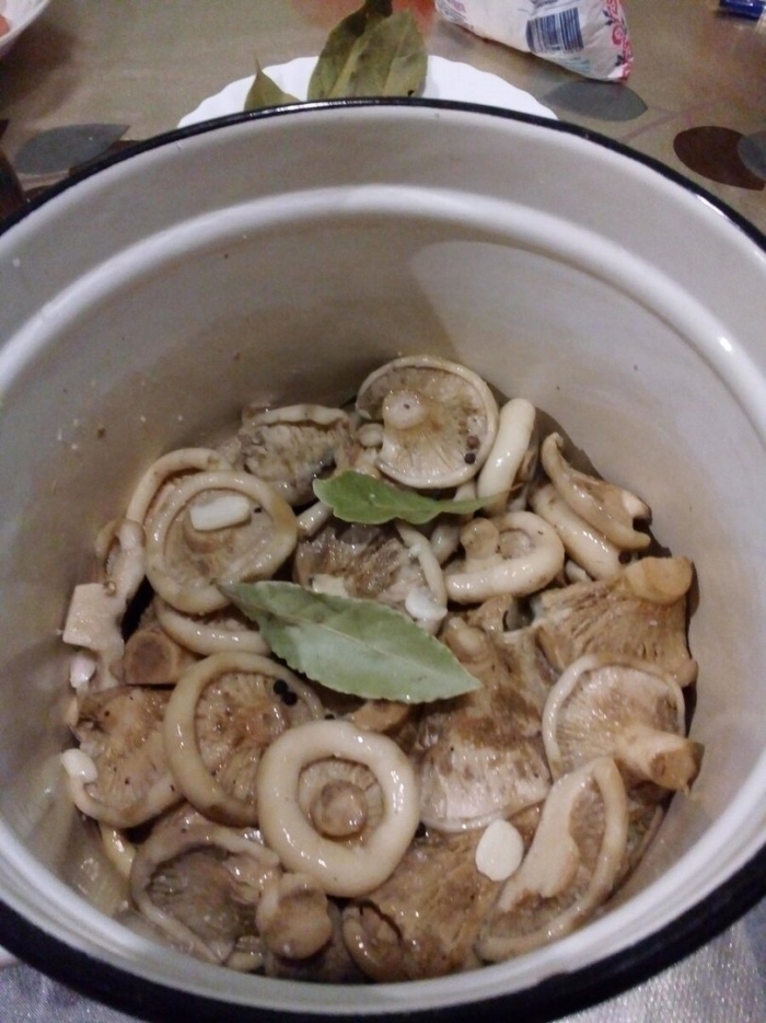 Грибы для засолки