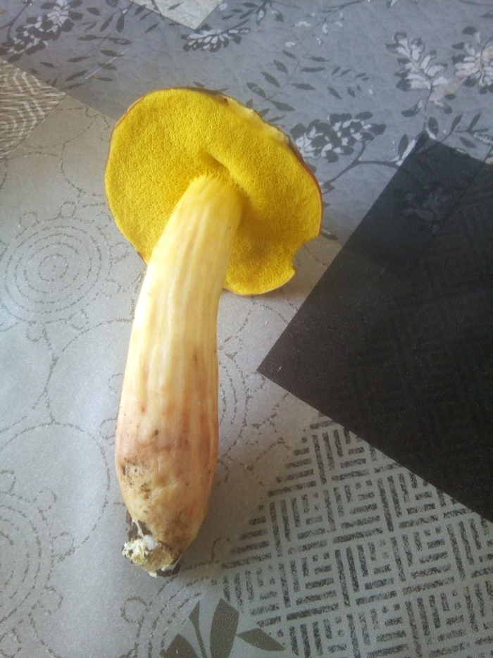 Боровик золотистый aureoboletus projectellus