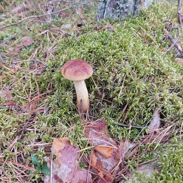 Боровик золотистый