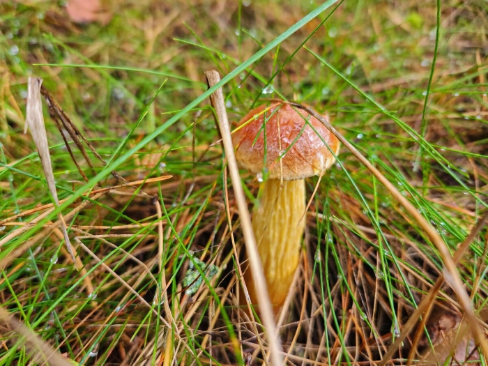 Грибы калининградской области