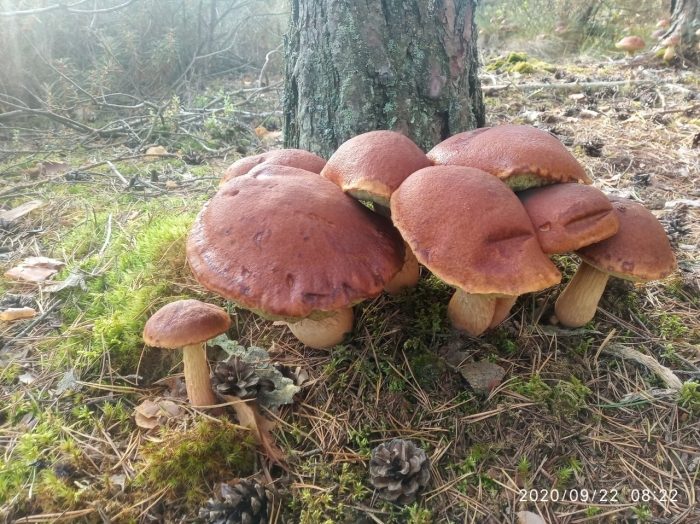 Боровик гриб