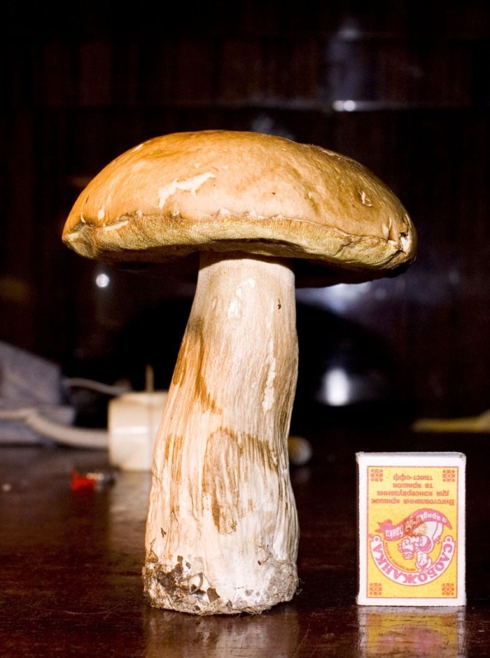 Боровик большой