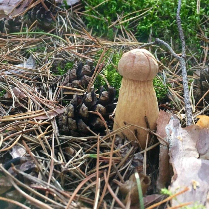 Канадский боровик золотистый