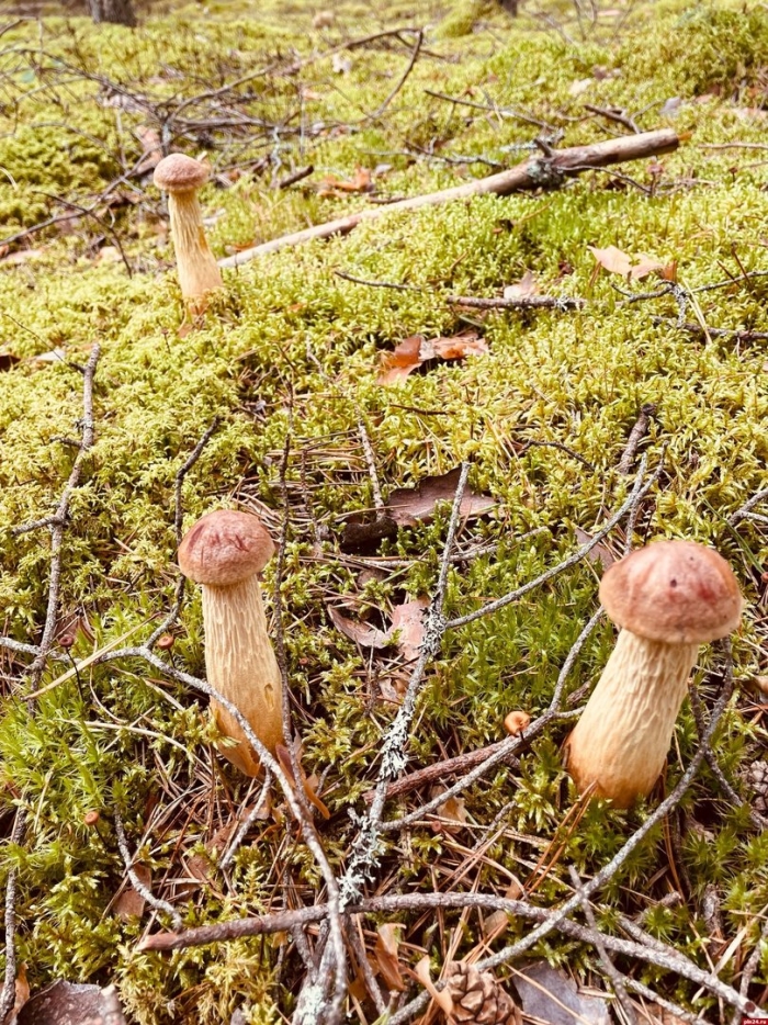 Грибы псковской области