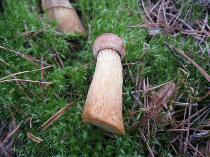 Боровик золотистый aureoboletus projectellus