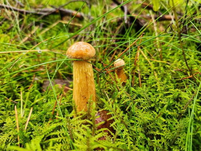 Грибы калининградской области