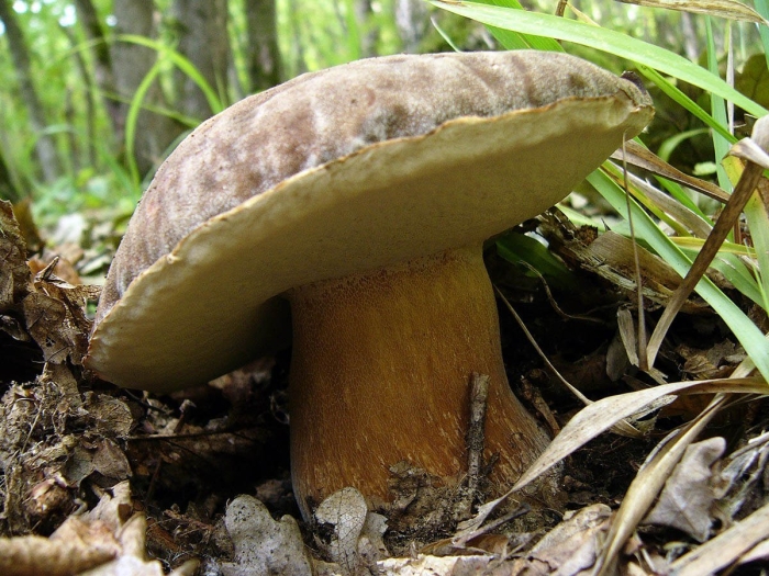 Белый гриб бронзовый boletus aereus