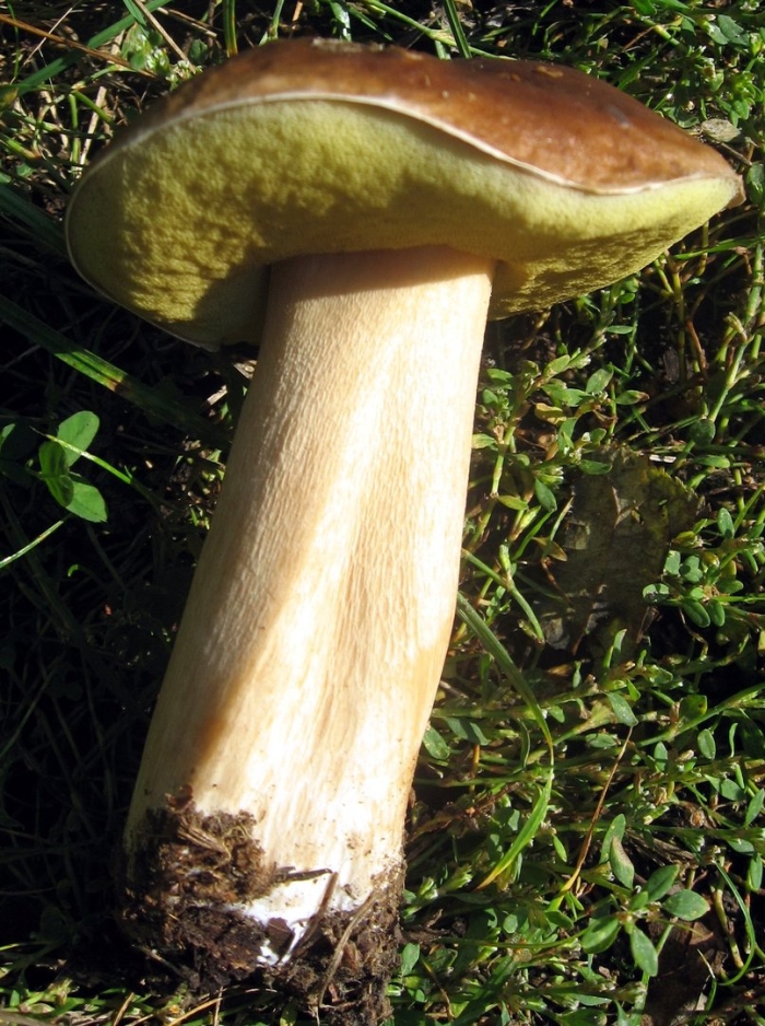 Белый гриб берёзовый boletus betulicola