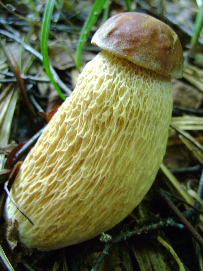 Ложные белые грибы