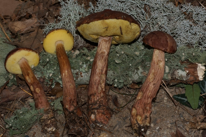 Боровик золотистый aureoboletus projectellus