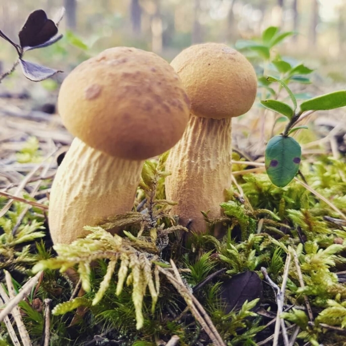 Гриб боровик