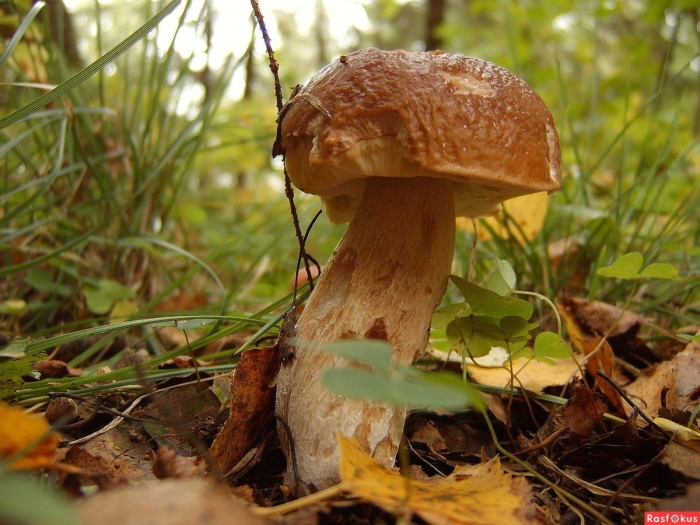 Гриб золотистый боровик