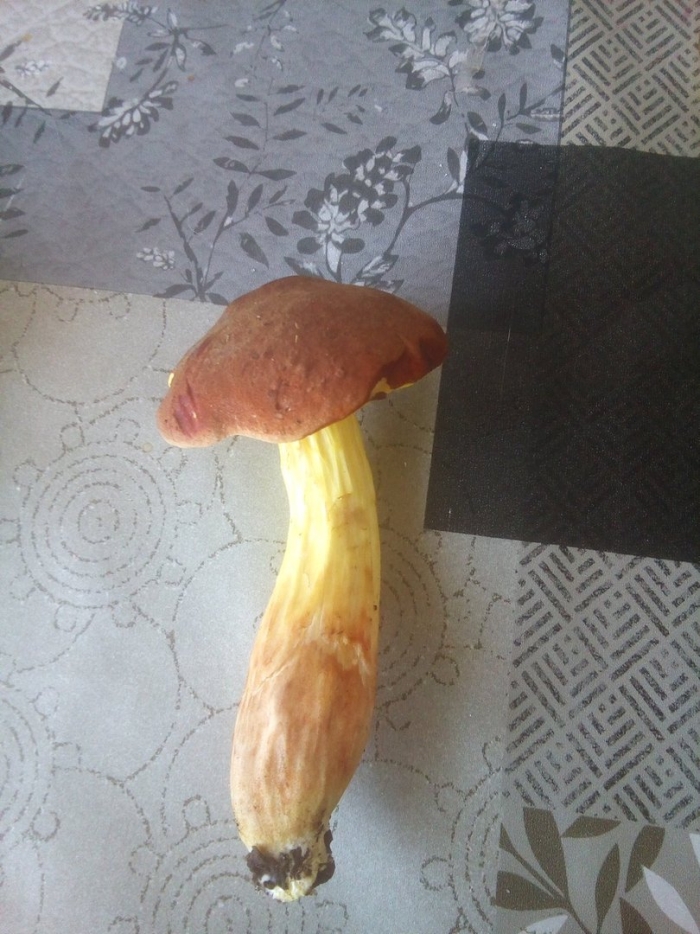 Боровик золотистый