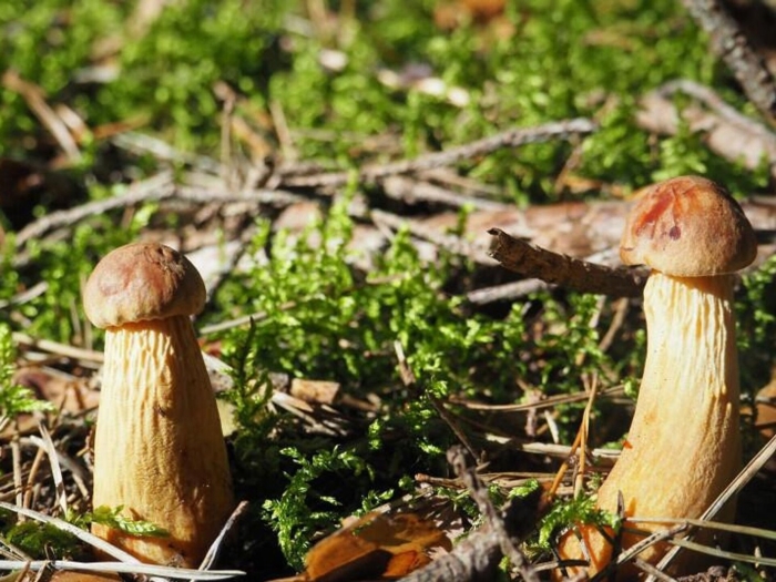 Боровик бронзовый